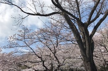 平成最後の 〇〇