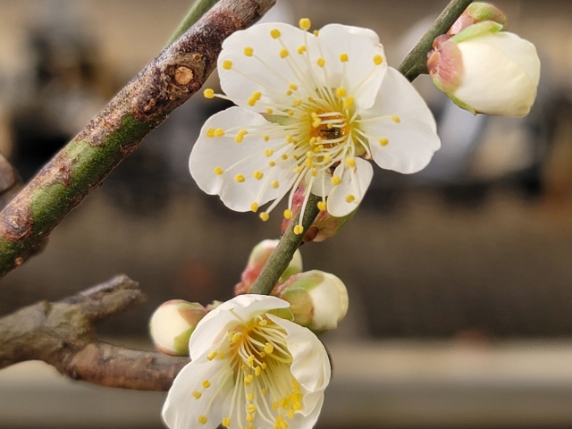 梅の花を見て -寒い日に思ったこと-