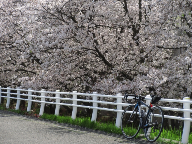 自転車通勤で一番好きなのは春ですが…